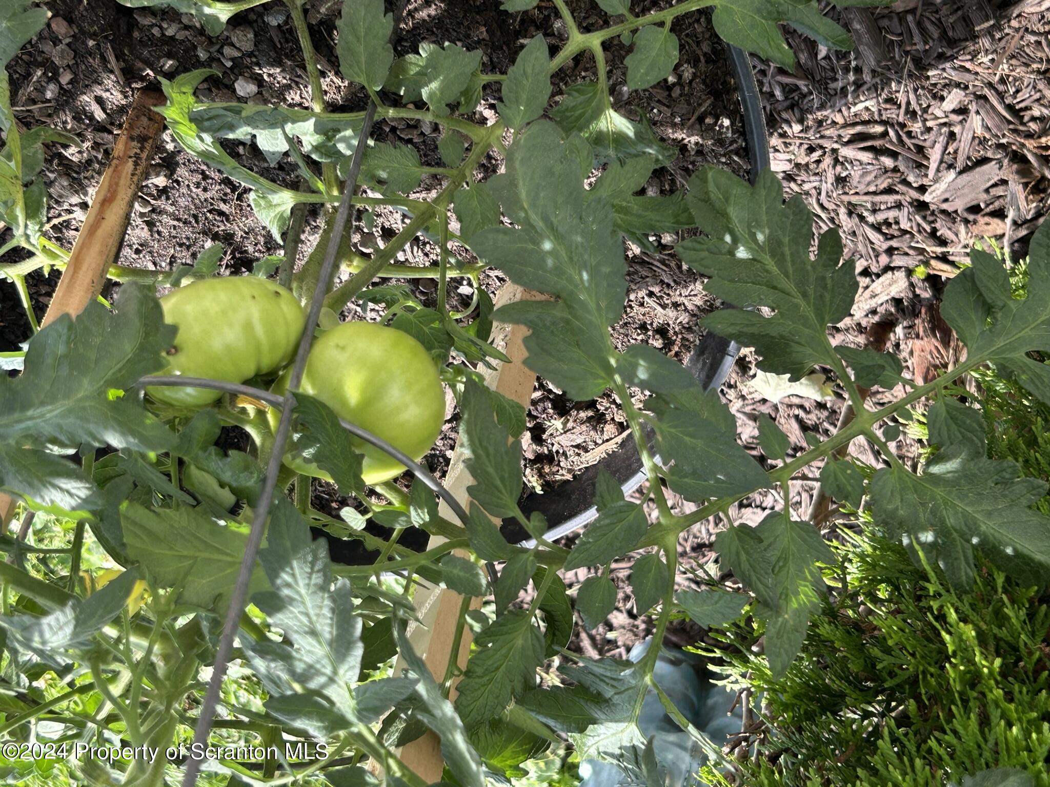 520 State Rte 2010 Forest City, PA 18421 - Photo 78 of 99 a close up of a plant