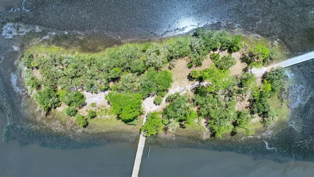 a view of a backyard with plants and trees