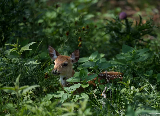 $389,000 | 0 Cypress Flats, Comfort, TX 78013