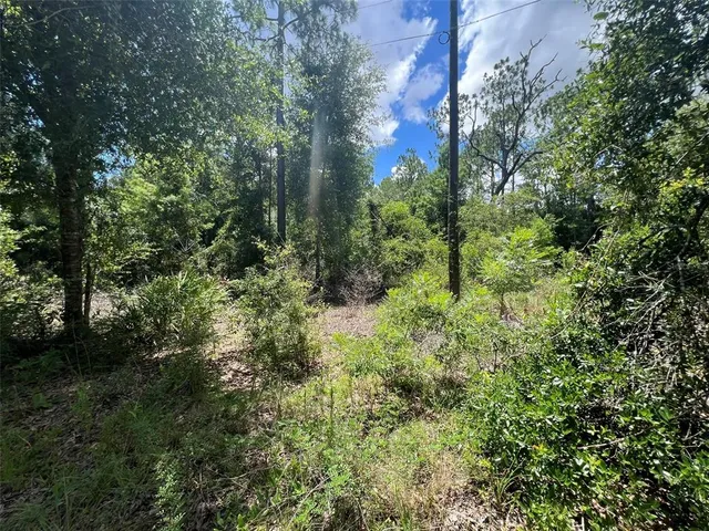 a view of a lush green forest