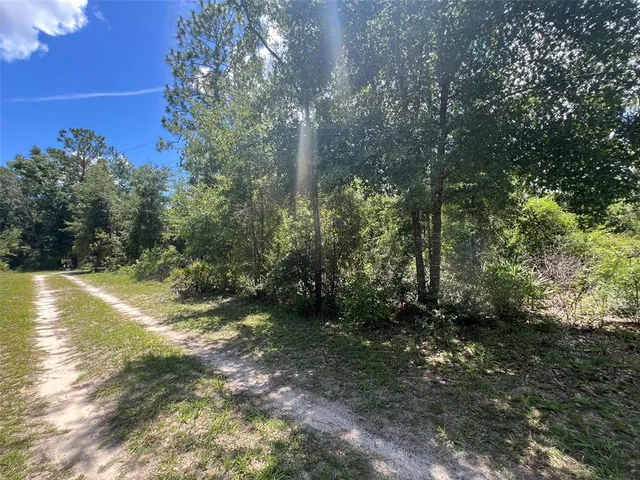 a view of a yard with plants and large trees