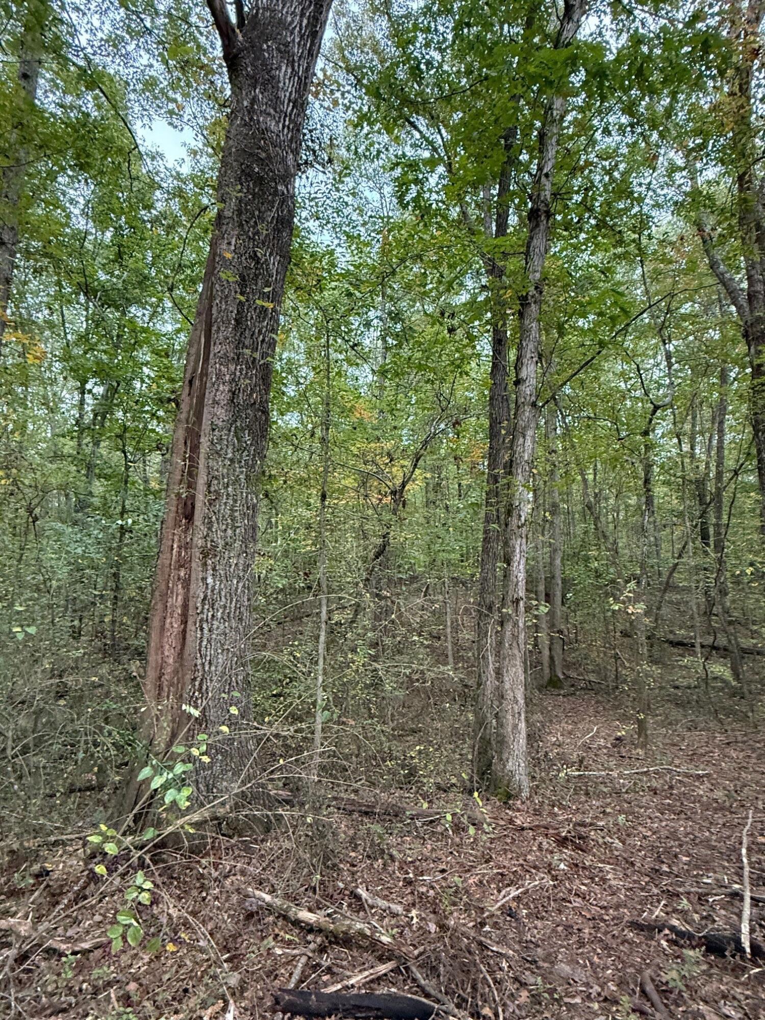 Lot 4 Tipple Road, Unit 4 Tracy City, TN 37387 - Photo 16 of 19 18