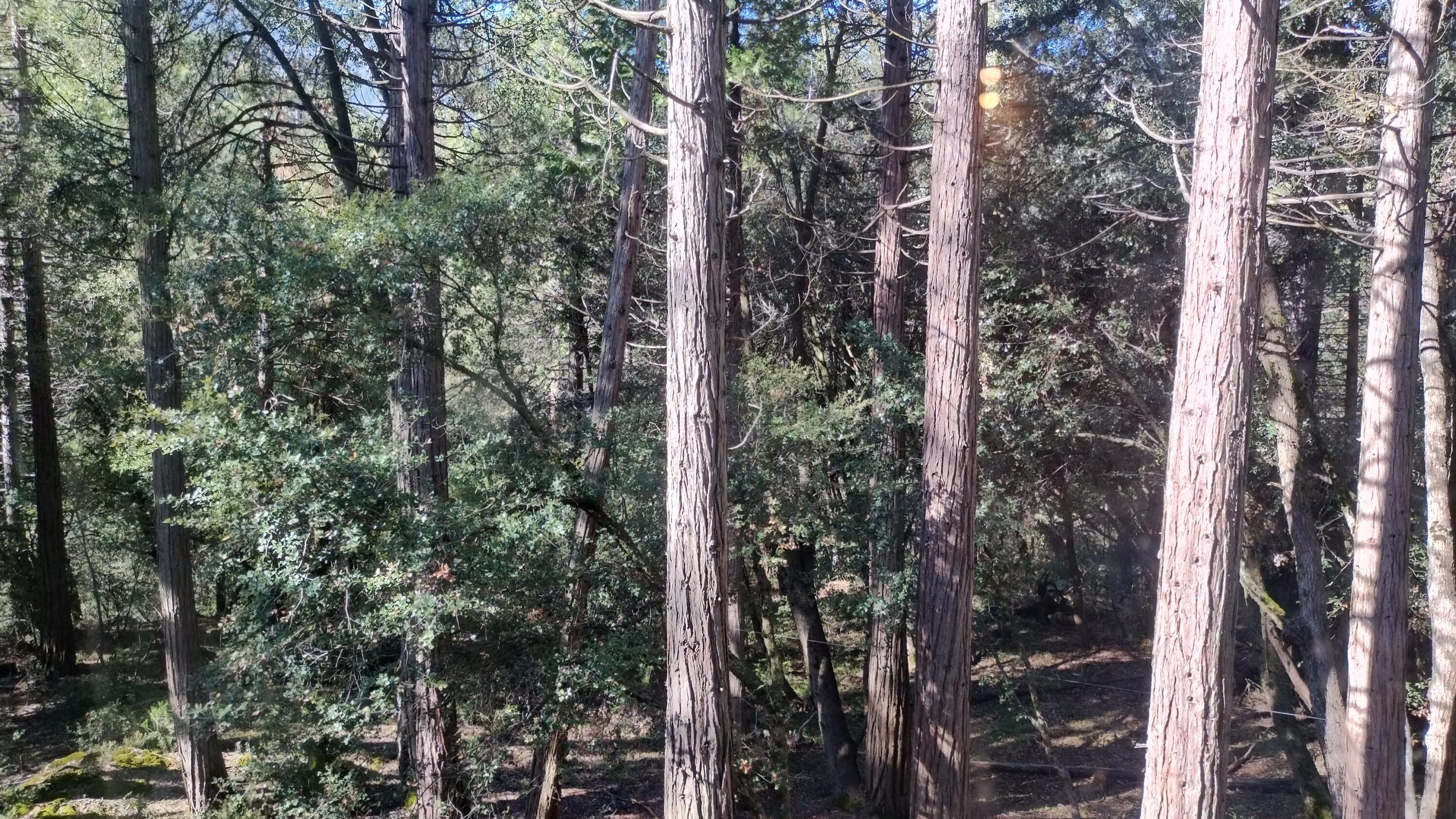 1693 Forest Rte 21S94 Camp Nelson, CA 93265 - Photo 48 of 86 42.6-View from bedroom 2 window
