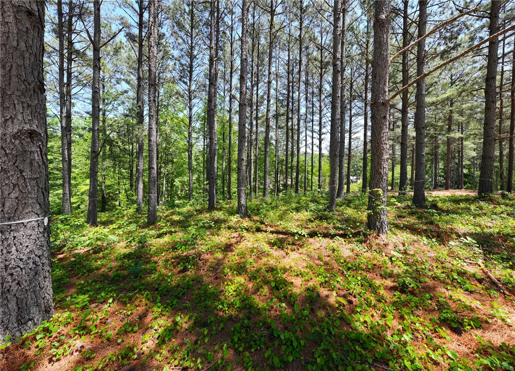 113 Sunrise Ridge Sunset, SC 29685 - Photo 9 of 14 This verdant expanse showcases a serene, wooded environment, offering natural beauty and seclusion.