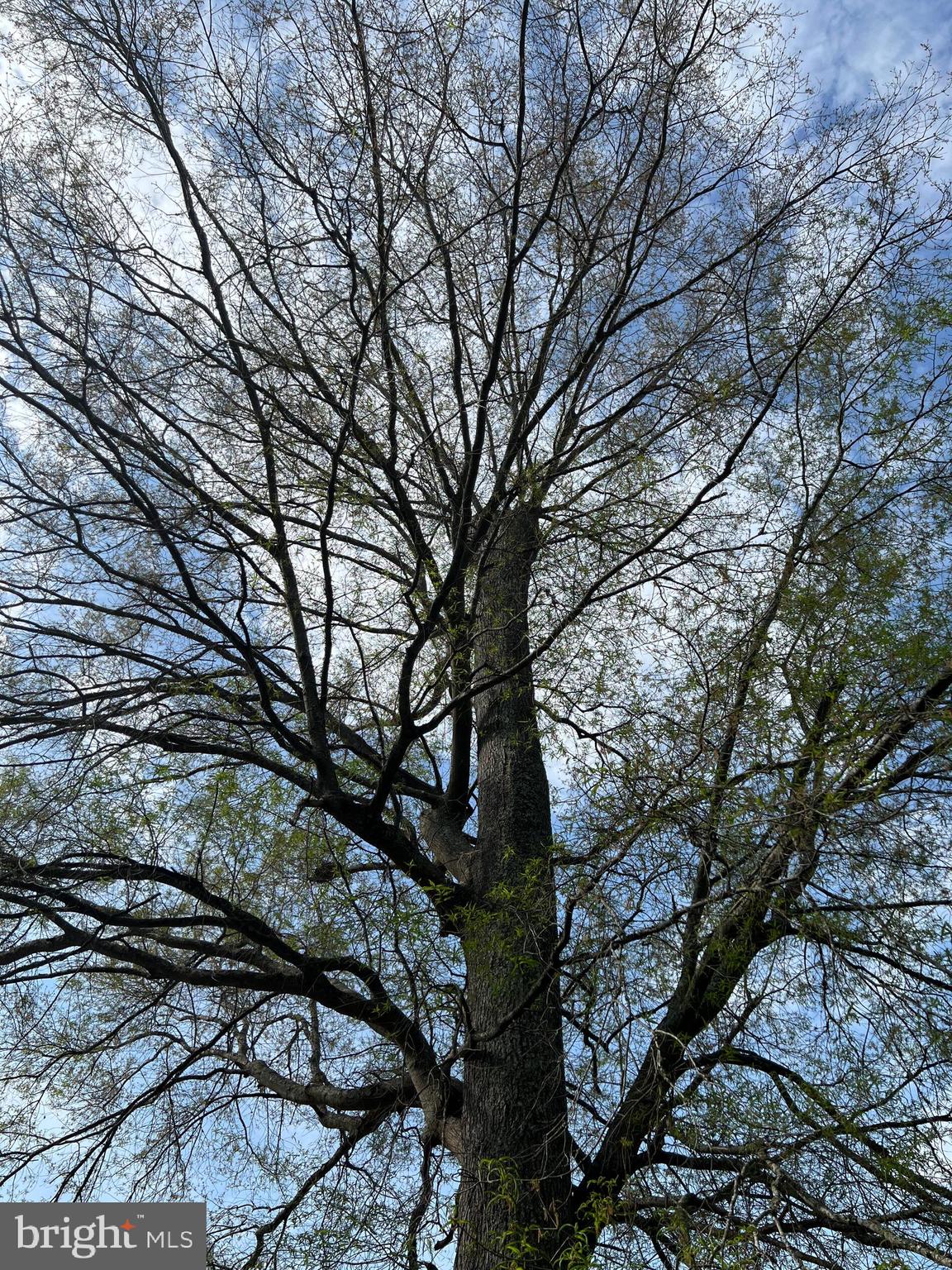 6705 Bumpy Oak Road La Plata, MD 20646 - Photo 31 of 36 a picture of tree