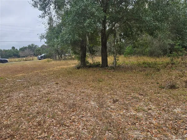a view of a forest with trees in the background