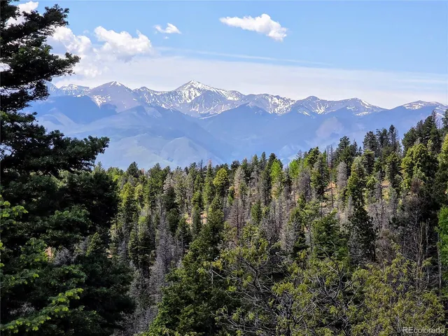 a street view covered with tall trees