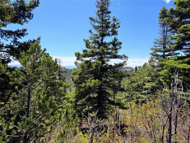 a close up of a plant