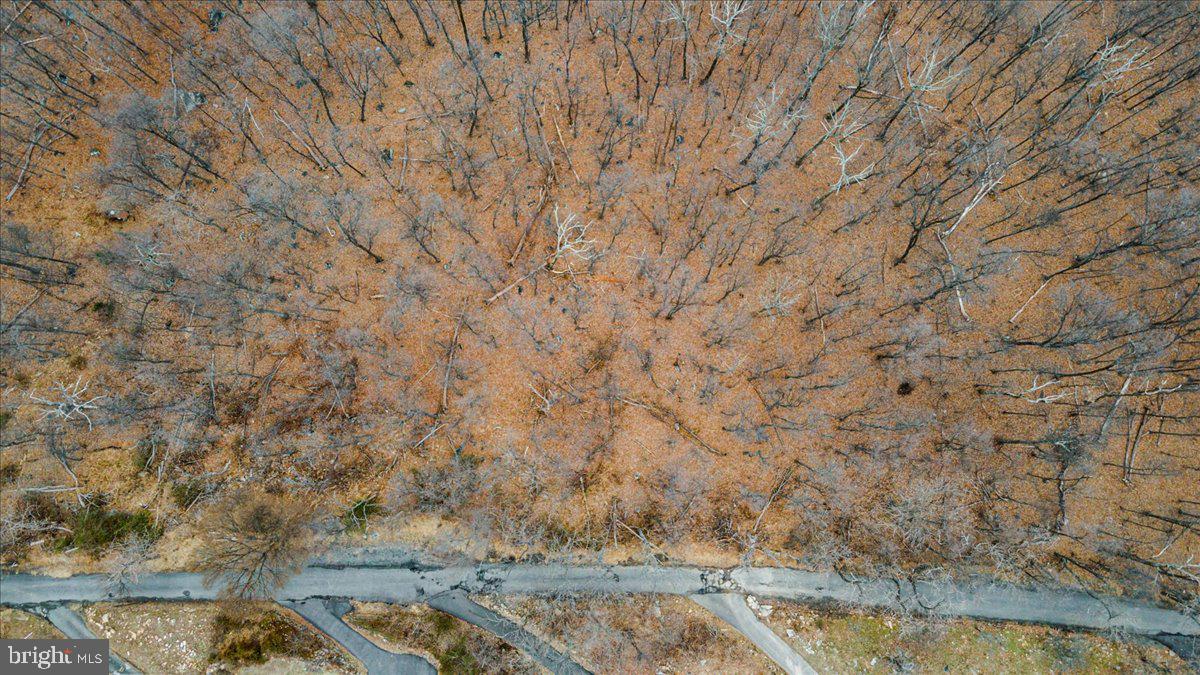 2621 Lookout Road Haymarket, VA 20169 - Photo 3 of 11 a view of a dry yard with trees