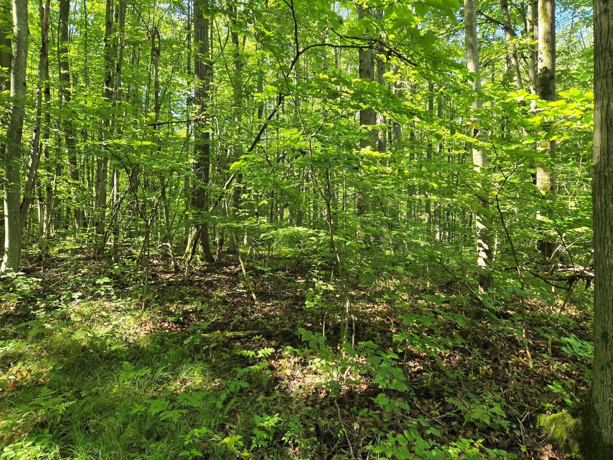 8859 East Grandview Trail Reed City, MI 49677 - Photo 4 of 4 nowacki3