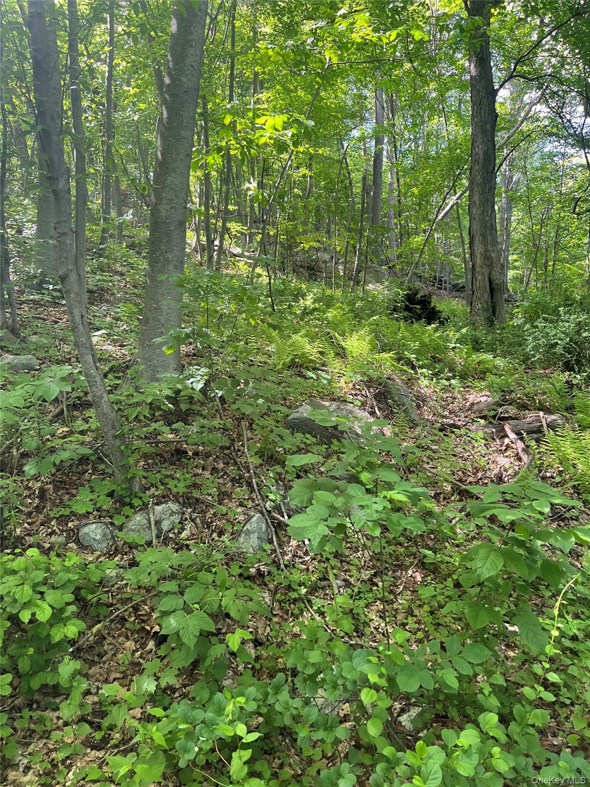 Old Church Road Putnam Valley, NY 10579 - Photo 24 of 26 a view of a lush green forest