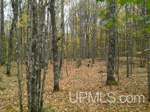 Tbd Whitefish Road Chatham, MI 49816 - Photo 1 of 30