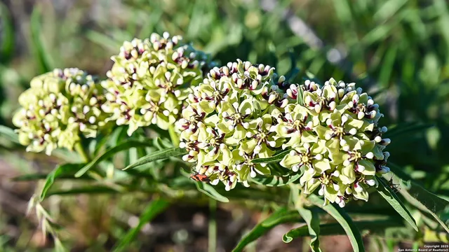 $260,000 | Lot 31 Shady Hollow, Blanco, TX 78606