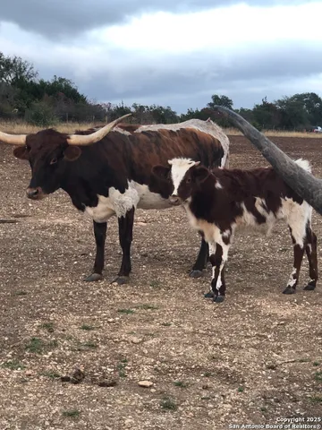 $260,000 | Lot 31 Shady Hollow, Blanco, TX 78606