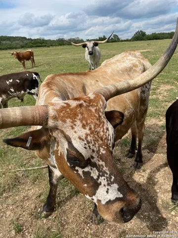 $260,000 | Lot 31 Shady Hollow, Blanco, TX 78606