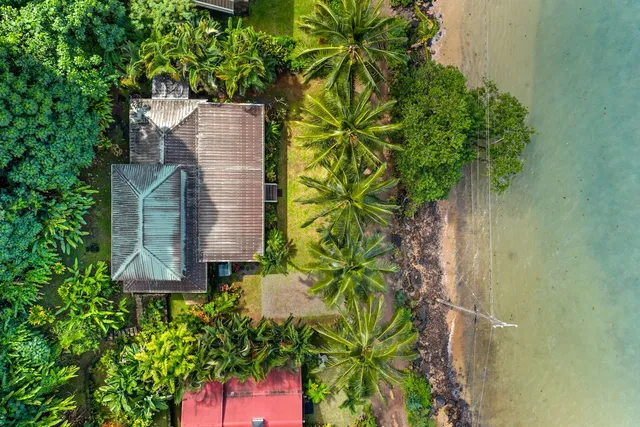 a view of a yard with plants and palm trees