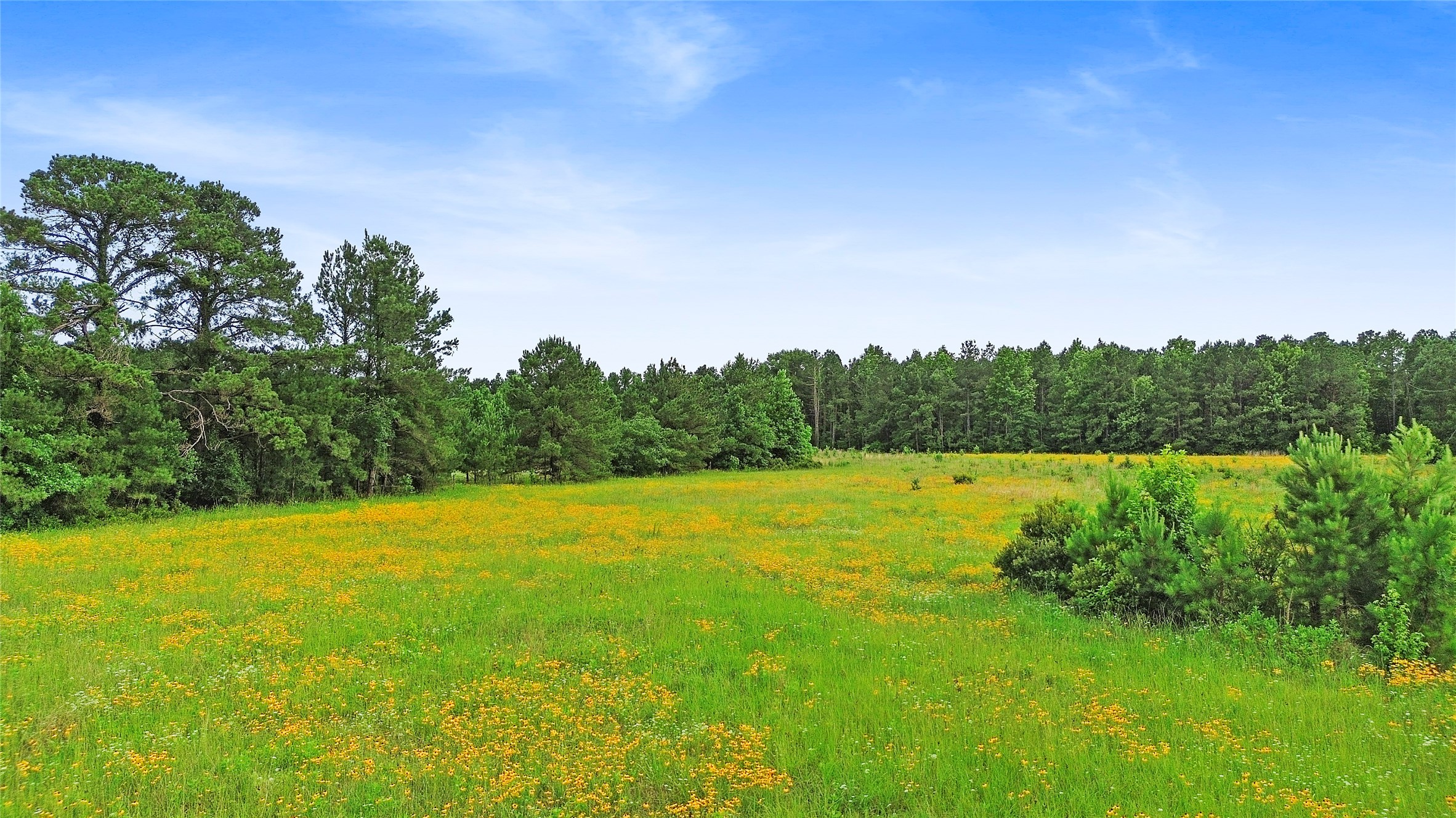 877 Josserand Road Groveton, TX 75845 - Photo 8 of 10 a view of a green field with clear sky