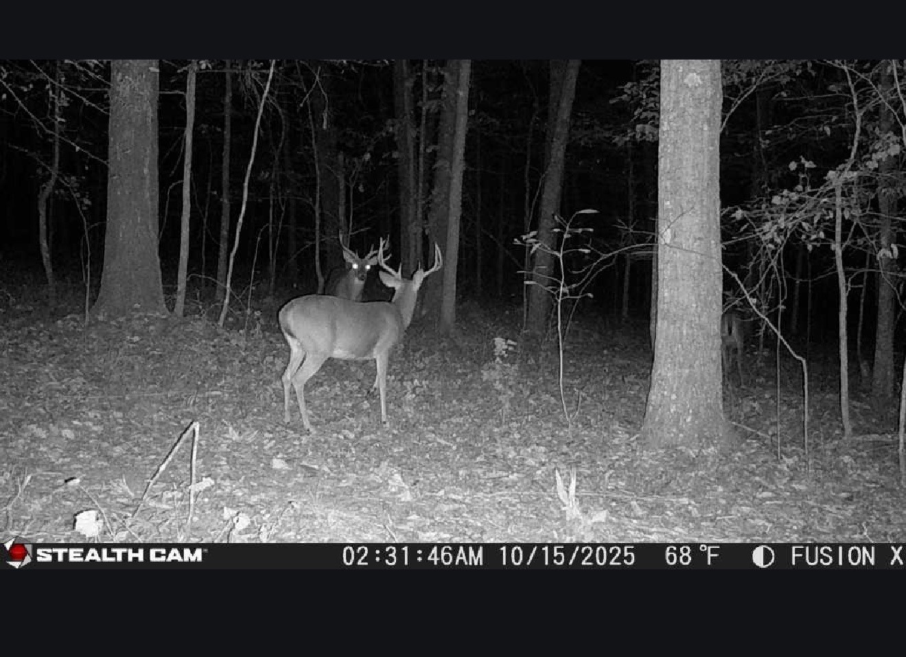 1716 Pleasant Ridge Road Goodspring, TN 38460 - Photo 17 of 26