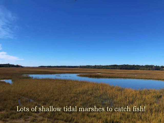 115 Jungle Road Edisto Island, SC 29438 - Photo 4 of 20 4