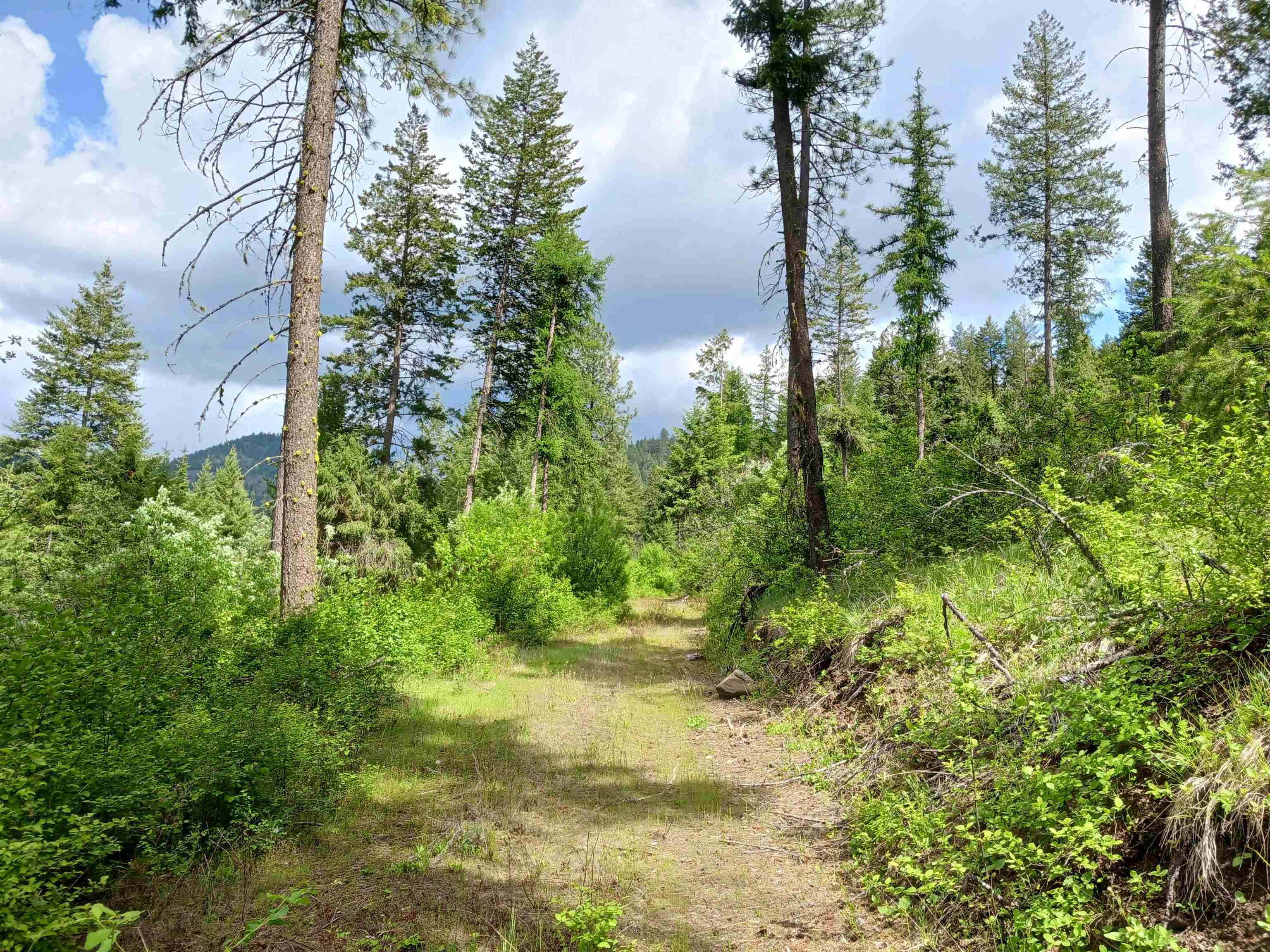 Parcel E Daisy Mine Road Rice, WA 99167 - Photo 11 of 33