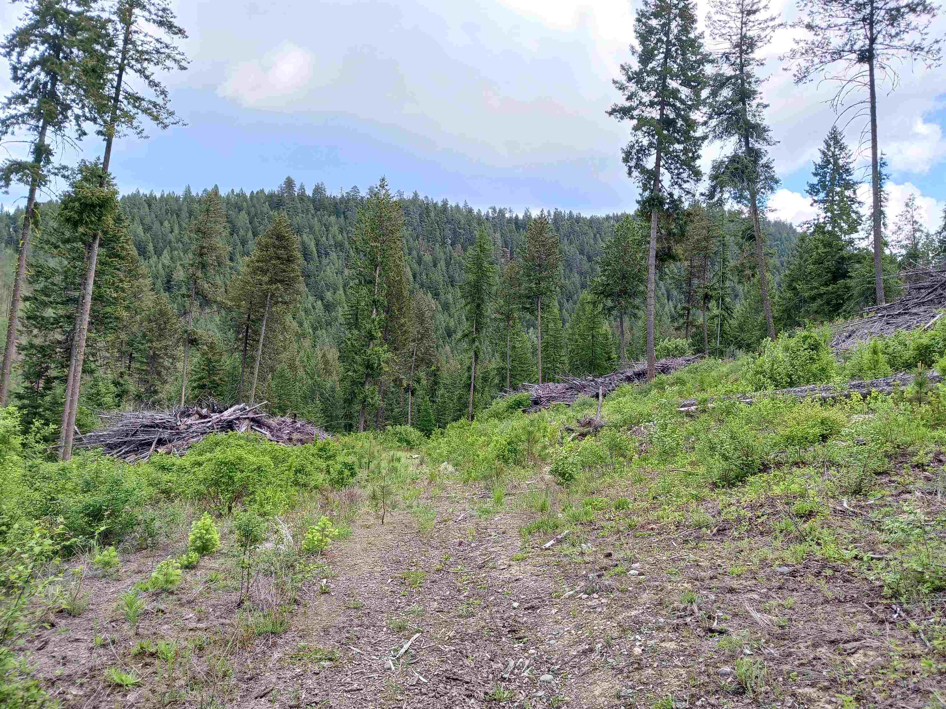 Parcel E Daisy Mine Road Rice, WA 99167 - Photo 2 of 33