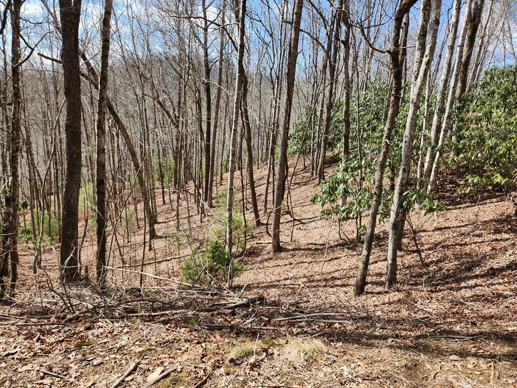 0 Camp Branch Road Topton, NC 28781 - Photo 10 of 41 Gallery Image 10