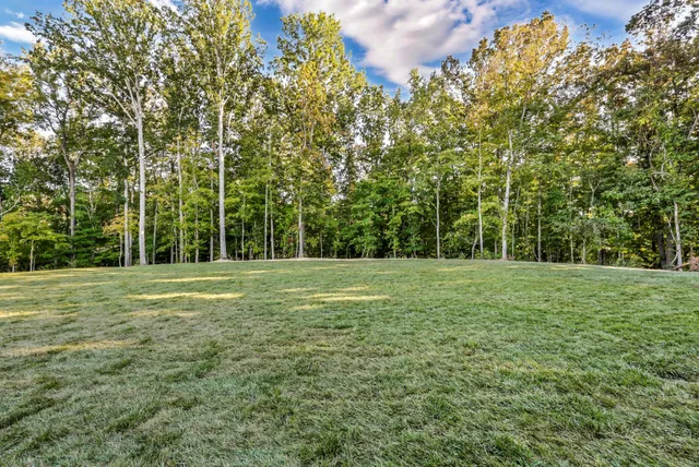 a view of a field with a tree