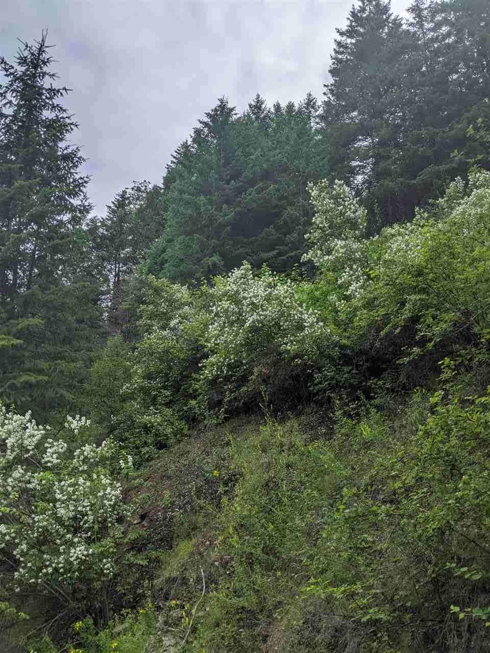 Lot 7 Williams Lake Road Colville, WA 99114 - Photo 4 of 7
