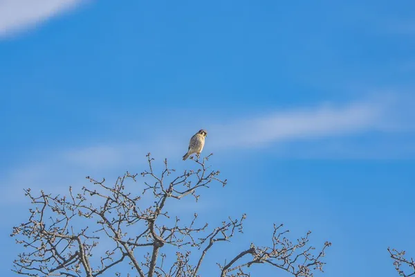 $1,499,000 | 10001 North N Highway, Shelbyville, TX 75973