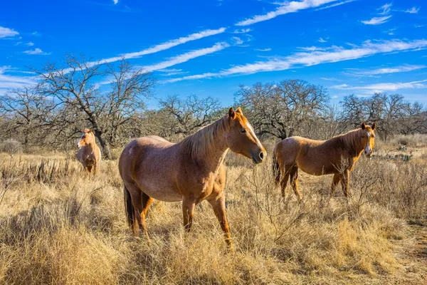 $1,499,000 | 10001 North N Highway, Shelbyville, TX 75973