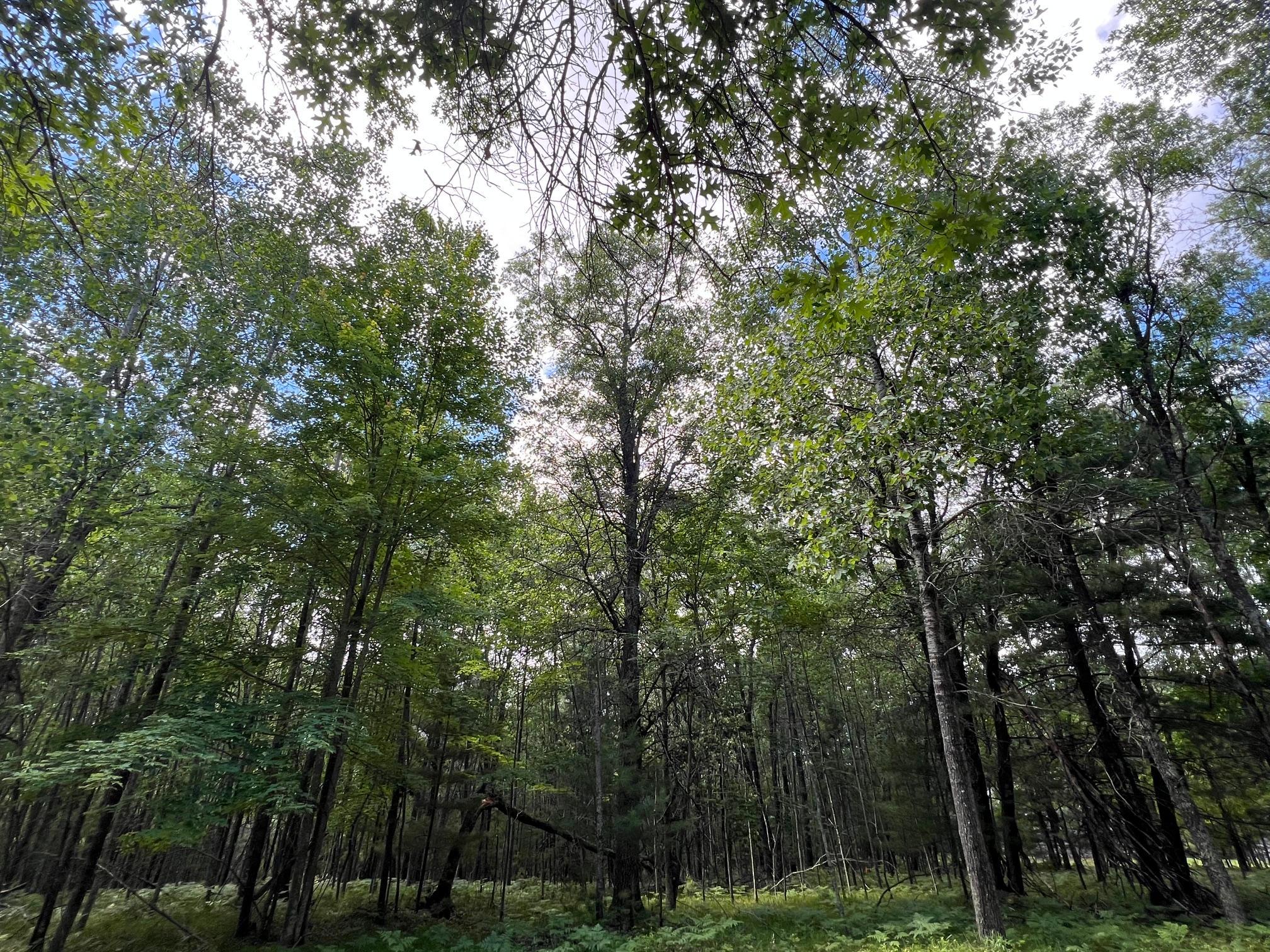 Lot 14 Loon Lake Road Danbury, WI 54830 - Photo 7 of 16