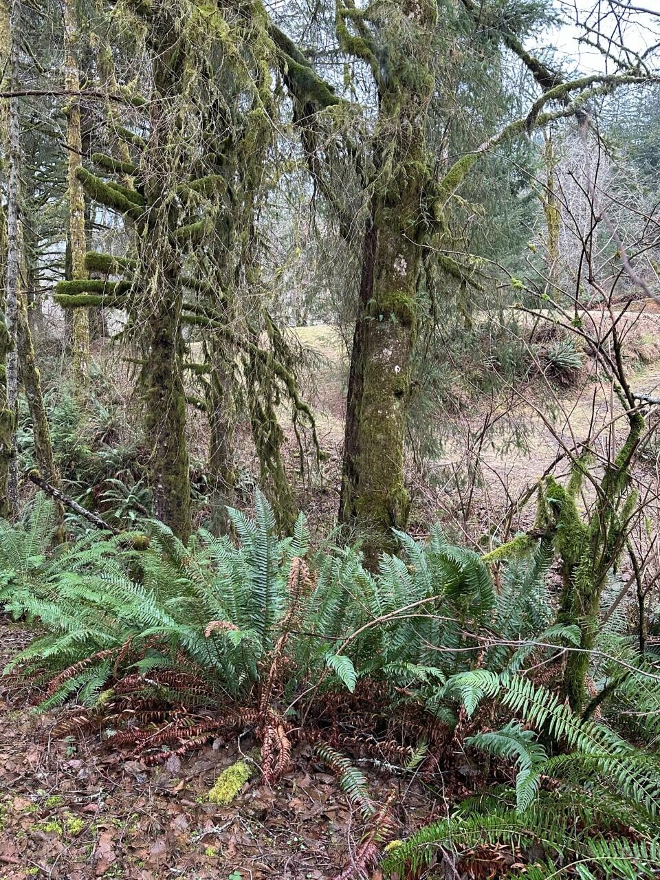 11-12 Big Trout Road Grand Ronde, OR 97347 - Photo 12 of 17 pic3_IMG_0816