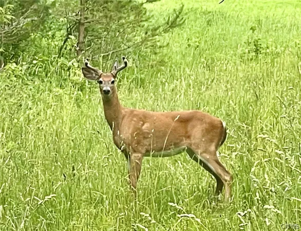 $699,900 | 278 Country Club Road, Fowler, NY 13642