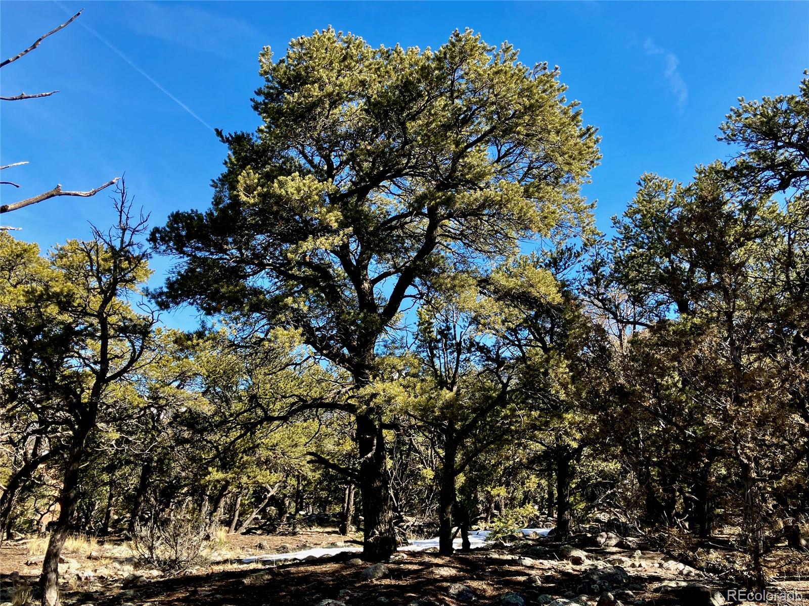 2187 Spanish Creek Road Crestone, CO 81131 - Photo 7 of 10 a view of a tree