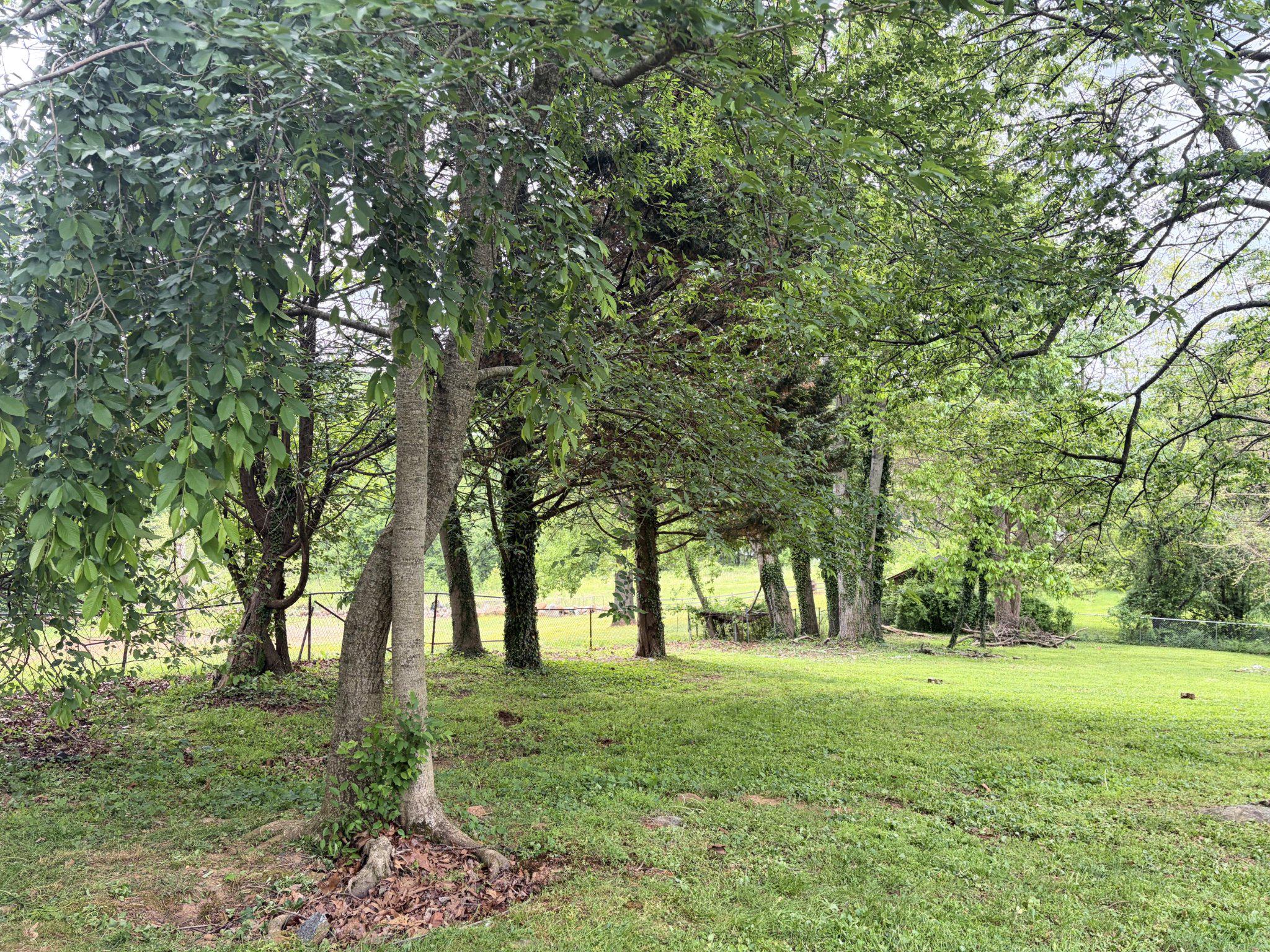 2615 Whitt Road Kingsville, MD 21087 - Photo 69 of 71 Find peace and tranquility in this lush setting.