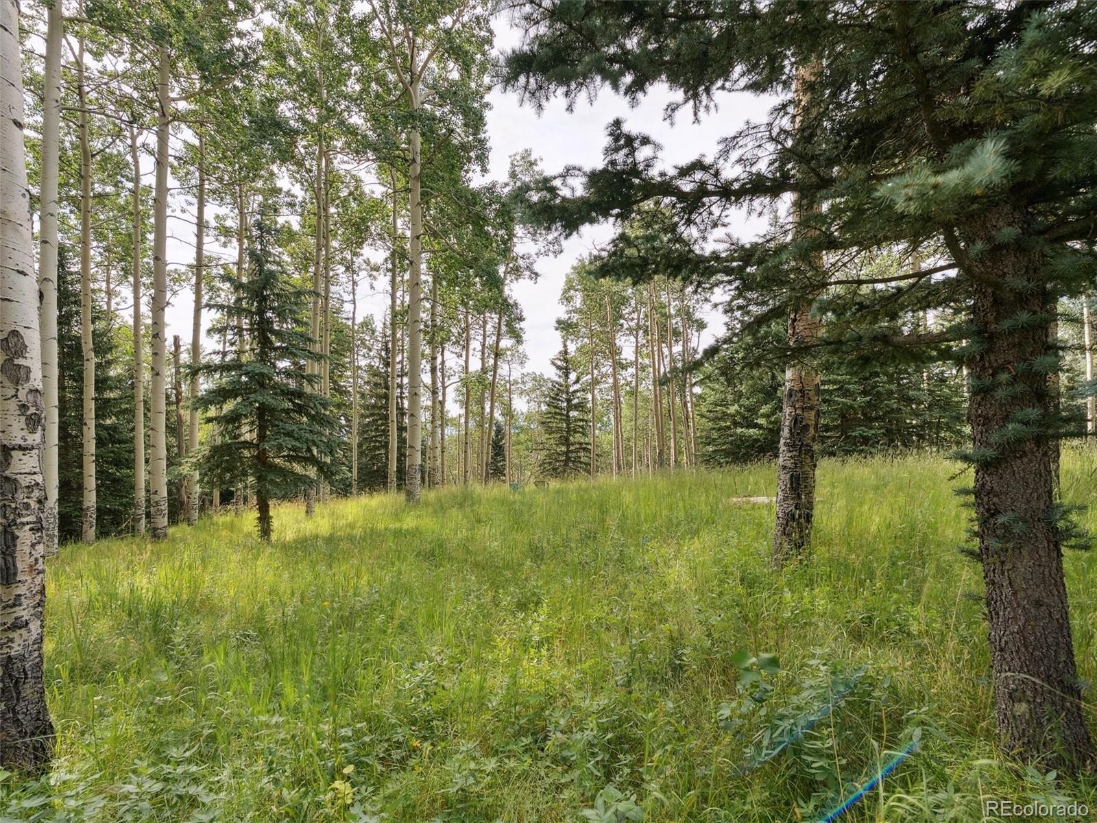 a view of lush green forest