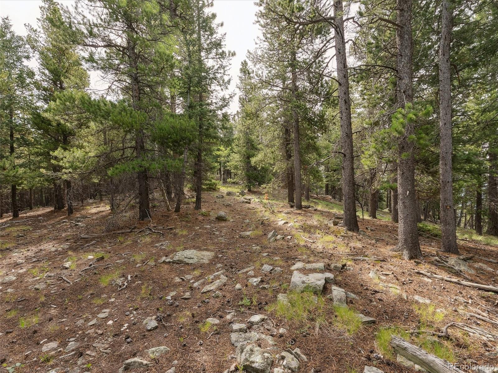0 Snyder Mountain Road Evergreen, CO 80439 - Photo 37 of 46 a view of a forest with trees in the background