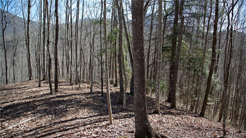 37 High Line Road Sylva, NC 28779 - Photo 2 of 5 a view of a backyard with trees