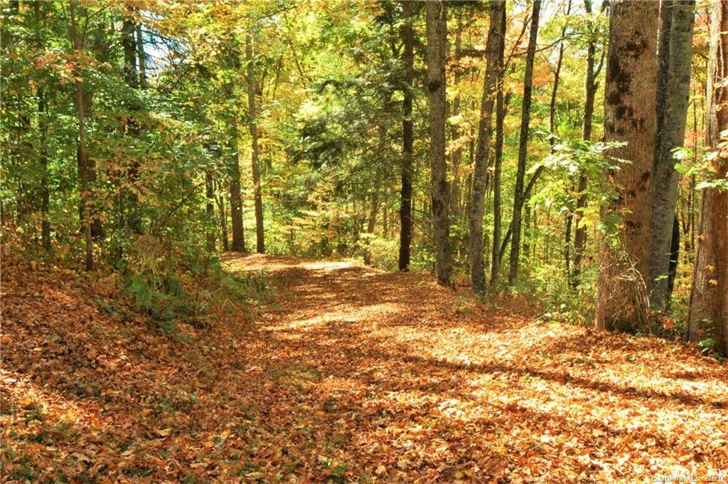 37 High Line Road Sylva, NC 28779 - Photo 4 of 5 a view of large trees and yard