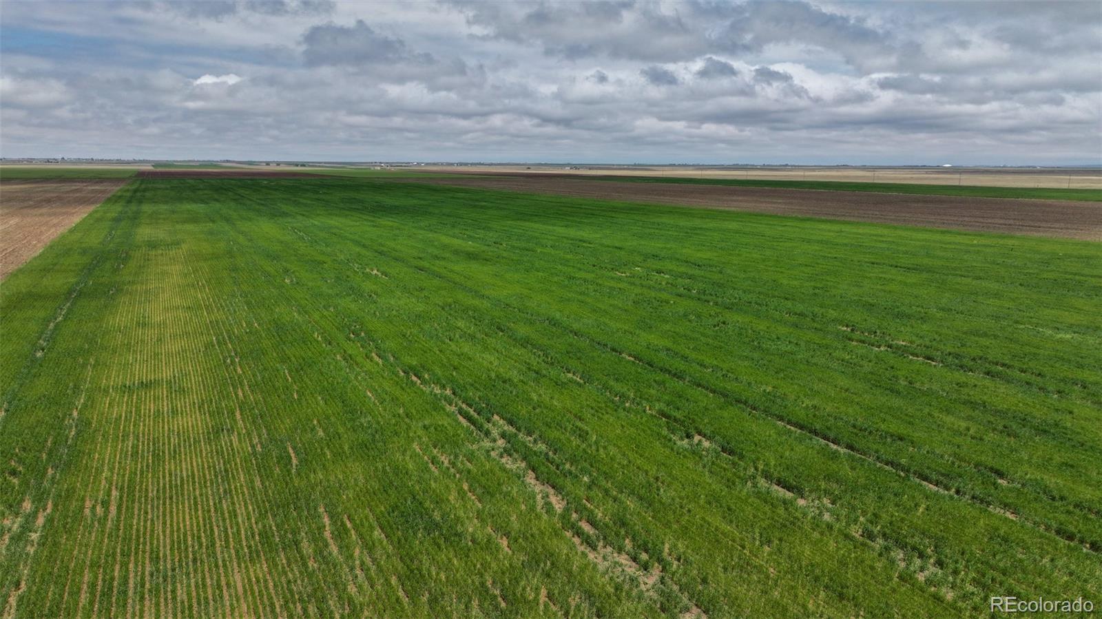 Tbd Grover, CO 80729 - Photo 14 of 23 a view of yard with grass and trees