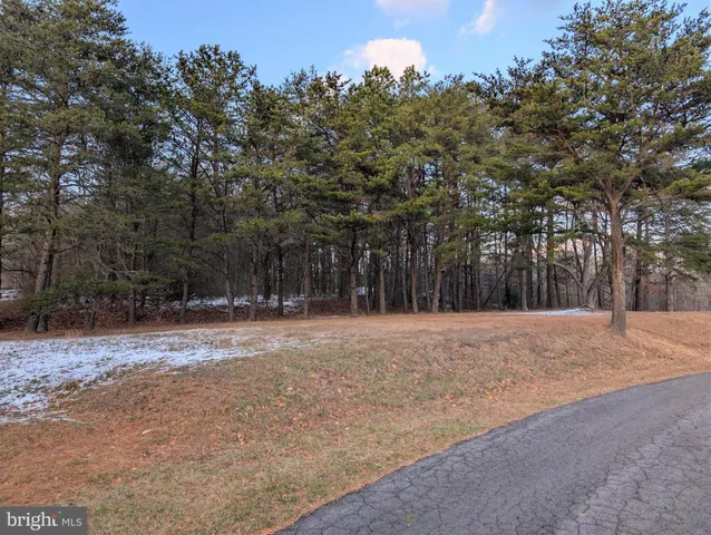 a view of a forest with lots of trees