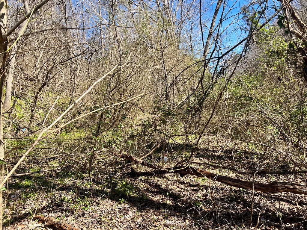 Gallery Image 6