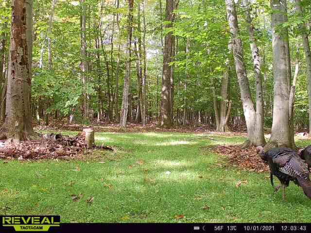 5094 East Burt Lake Road Cheboygan, MI 49721 - Photo 39 of 48 Gallery Image 39