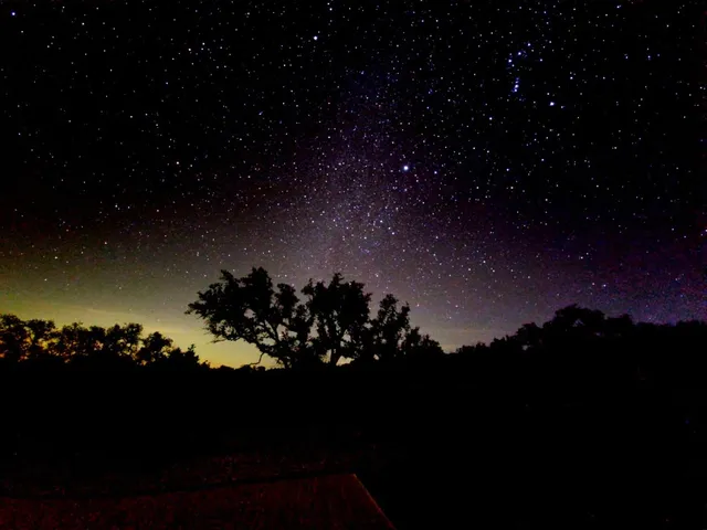 a view of a yard with plants