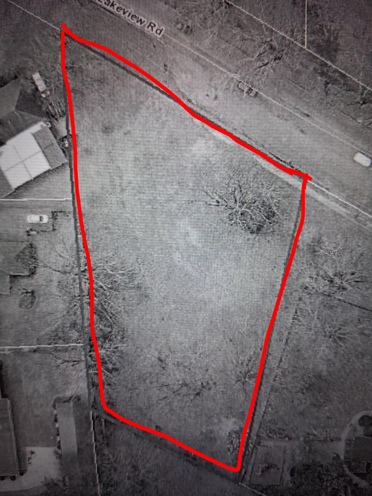 a close up of a tall tree