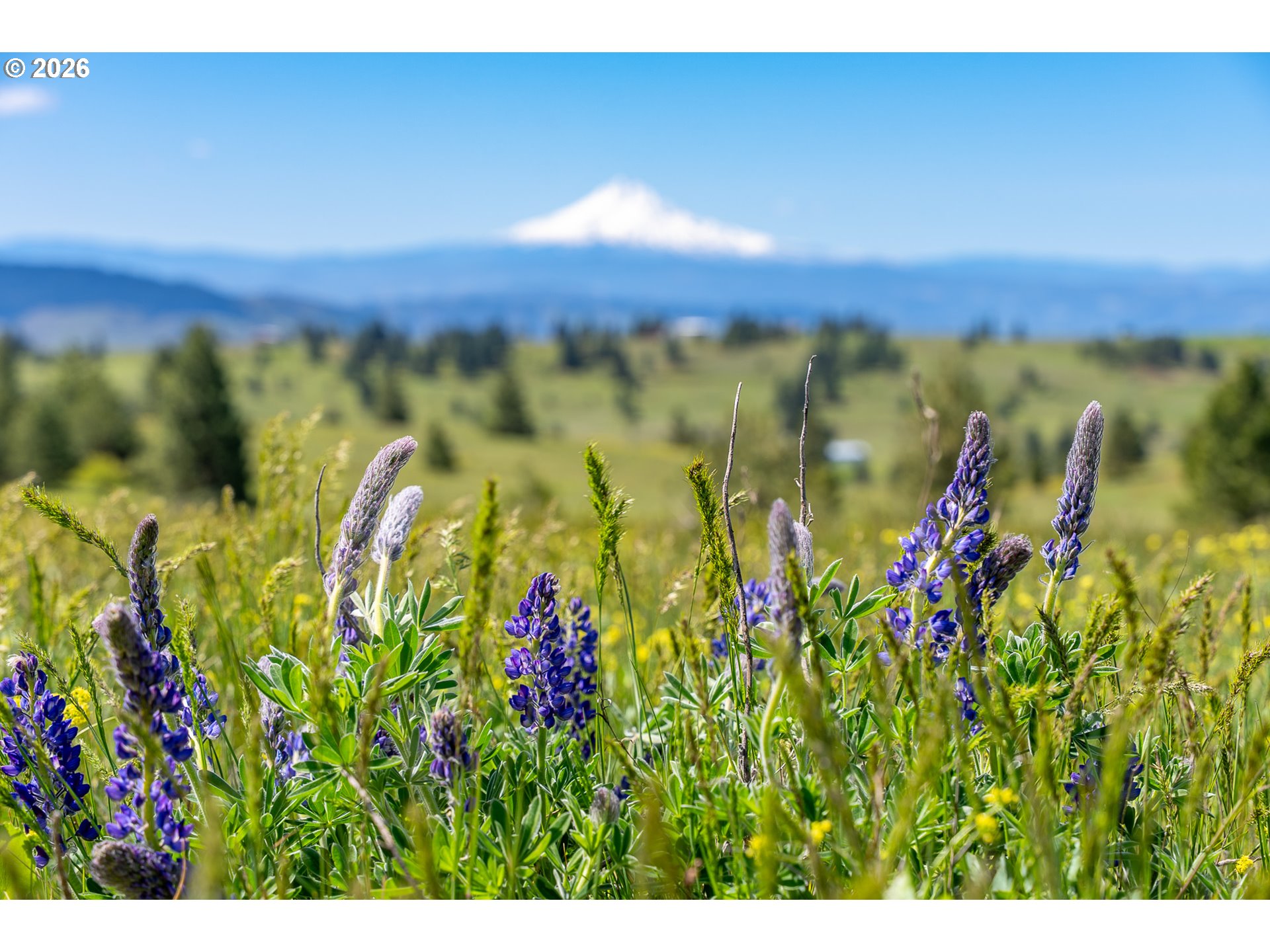 Morris Road Lyle, WA 98635 - Photo 23 of 47