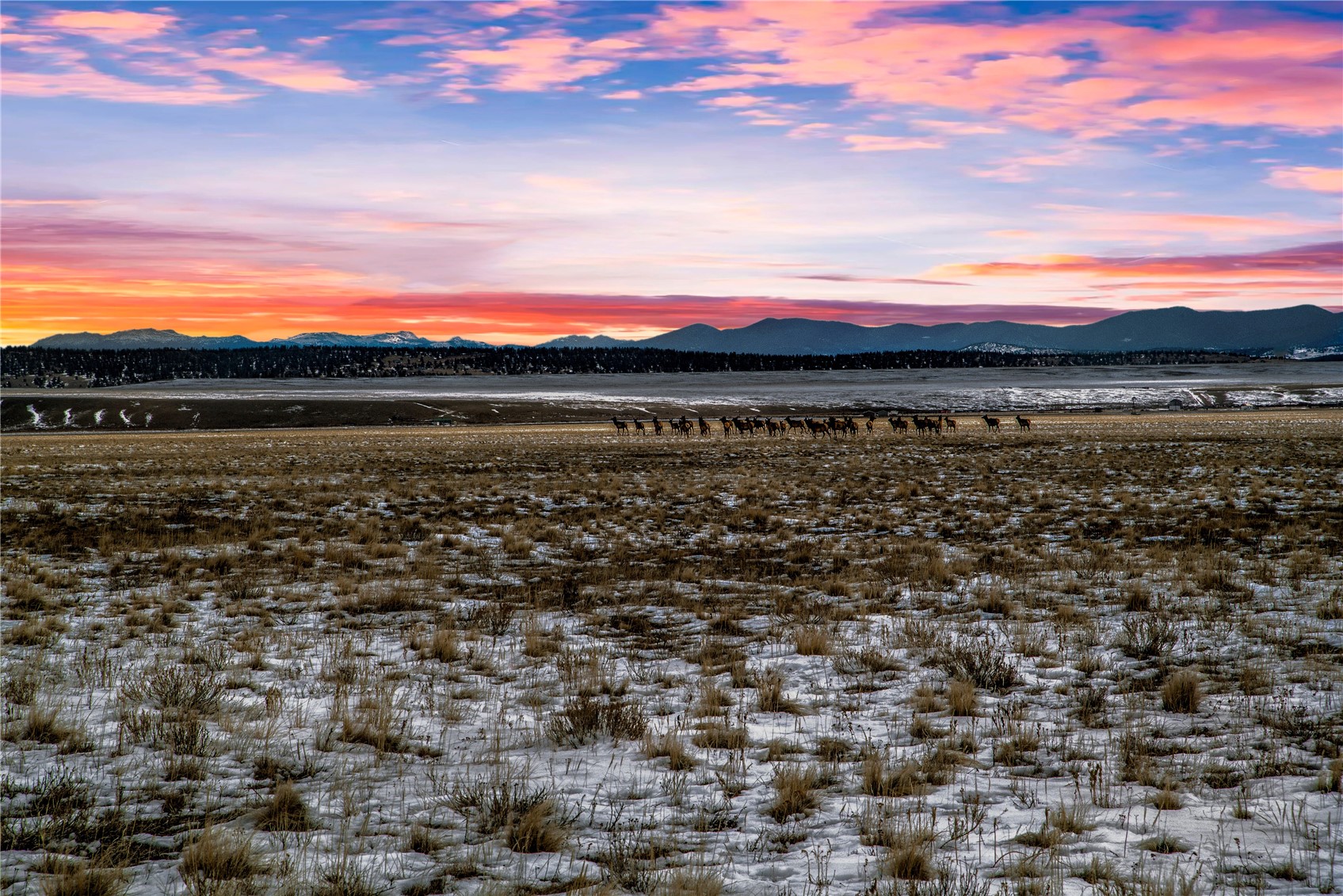 1462 Sheep Ridge Road Fairplay, CO 80440 - Photo 47 of 48 Elk herds at dusk