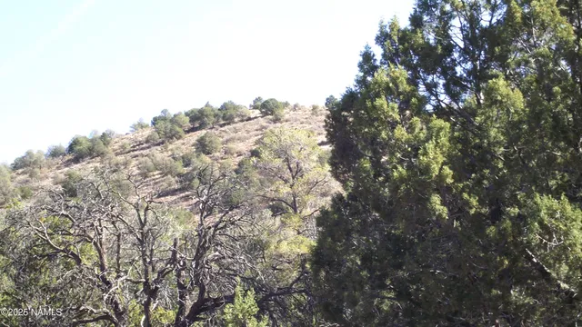 a view of a tree in a forest