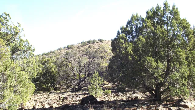 a view of a tree in a yard