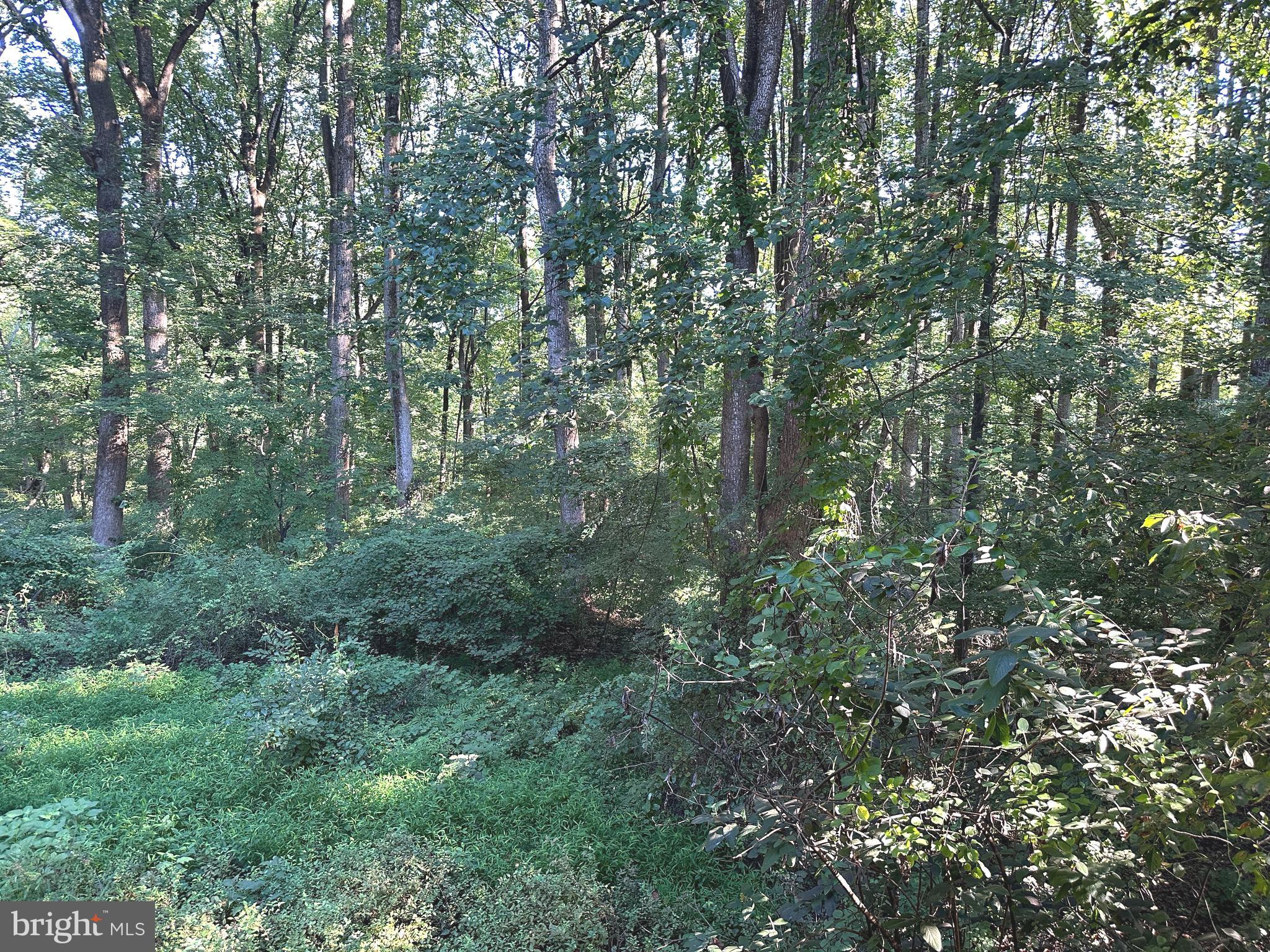 115 Timberbrook Lane, Unit 102 Gaithersburg, MD 20878 - Photo 10 of 20 a view of a yard with a tree
